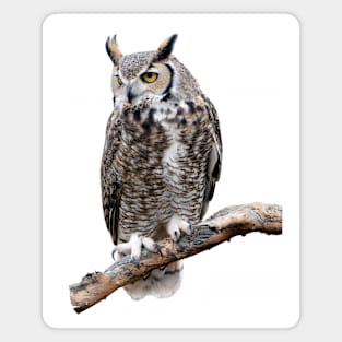 Great Horned Owl Photo Magnet